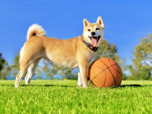 バスケットボールで遊ぶ柴犬