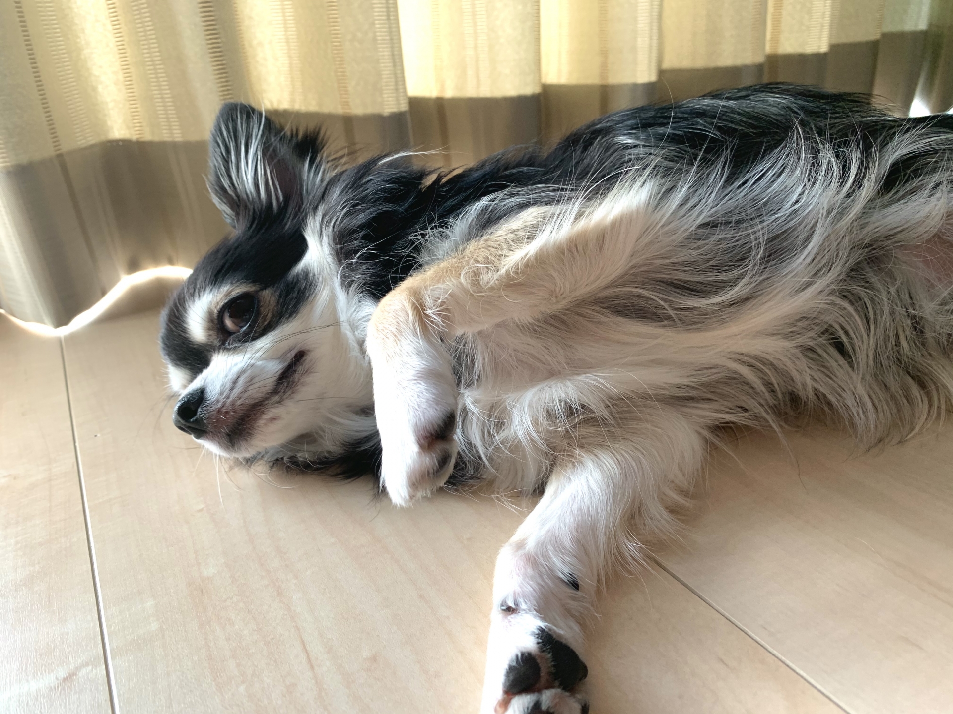 寝転がってまどろむチワワ