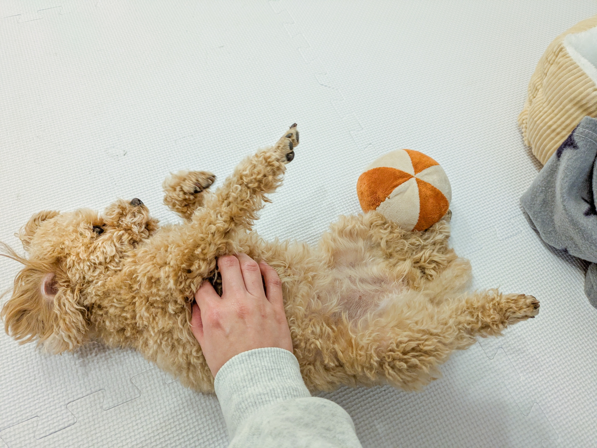 飼い主にお腹を撫でられるトイプードル