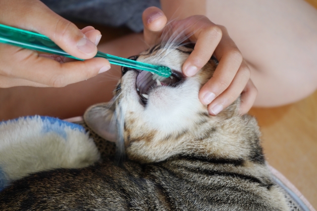 歯ブラシで歯磨きされる猫