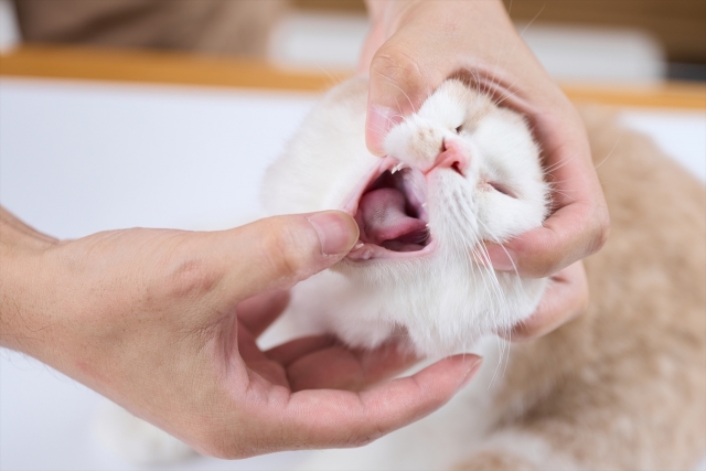 口の中を確認される猫