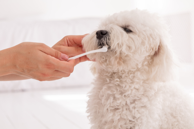 歯磨きされる白い犬