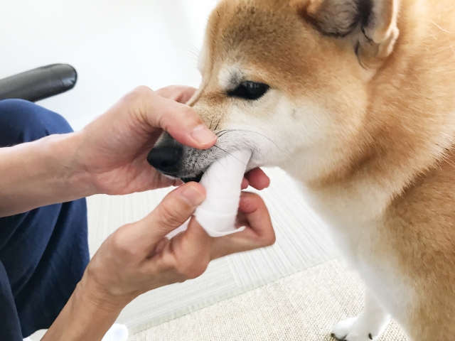 ガーゼで歯磨きされる柴犬