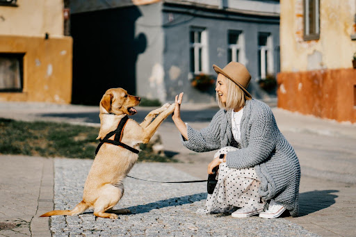 ハイタッチをする人と犬