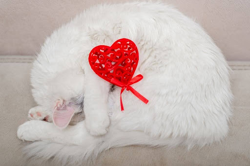 ハートの飾りを乗せて寝る猫