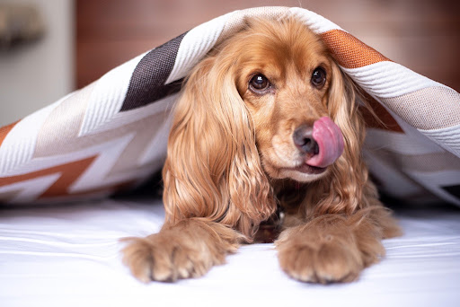 ブランケットに包まれる犬