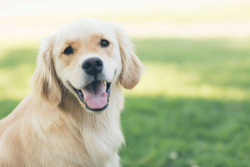 草むらをバックにこちらを見る犬