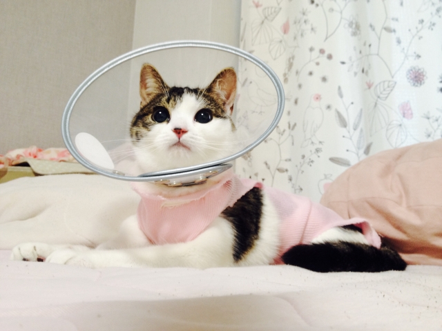 エリザベスカラーと術後着をつけている猫