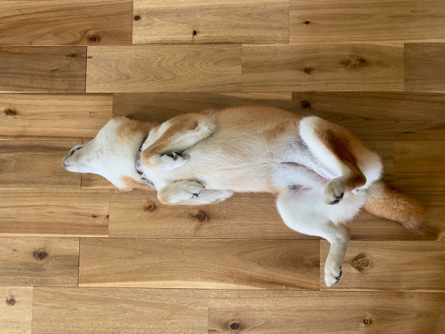 仰向けに寝ている柴犬