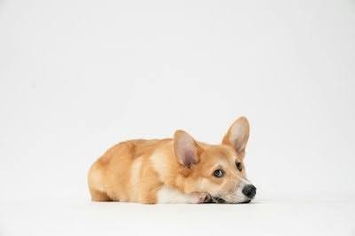 伏せて上目遣いでこちらを見る犬