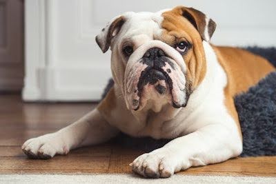 床に伏せてこちらを見る犬
