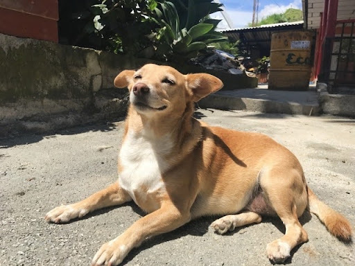 日向ぼっこをする犬