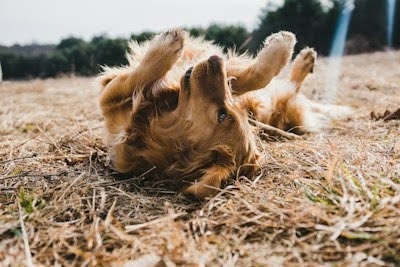 芝生で寝転がる犬